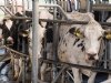 Zuivelmarkt in dubio over tweede helft van dit jaar