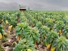 Belgische coöperatie grijpt in met vernietiging plantgoed om prijsdruk te voorkomen