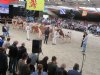 Bossink Joke 78 algemeen kampioen Nationale Roodbont Show