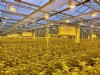 Schone lucht verlaagt ziektedruk in kassen