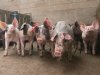 Hongarije meldt eerste uitbraak Afrikaanse varkenspest op varkensbedrijf