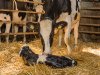 Genetics Consolidated haalt nieuwe investeerders aan boord