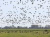 Friesland gaat voor het eerst sinds 2015 weer ganzen vergassen