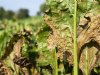 Sensoren meten hoge infectiewaarden cercospora in gesloten bietenpercelen