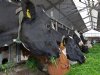 Teleurstelling over strenge kabinetsnorm voor grondgebondenheid