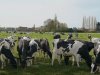 Melkprijs onder druk, melkveehouders lopen financieel vast