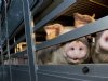 Vleesvarkensnotering zakt na weken van stabiliteit