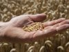 USDA stelt wereldwijde tarwevoorraad iets naar boven bij