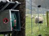 Nieuw wolvenbeleid: ‘Voor boeren verandert er te weinig’