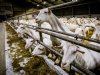 Geitensector wil transparantie VGO-onderzoek, oorzaak longontstekingen nog onduidelijk