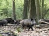 Nieuwe gevallen Afrikaanse varkenspest bij wilde zwijnen in Spanje