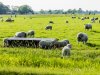 Schaarste stuwt wolprijs naar recordniveau