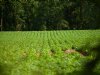 Nieuw project onderzoekt biodiversiteitswinst van braakliggend bouwland
