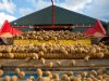 PotatoNL noteert alleen voor verse frites