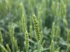 Oekraïne verwacht bovengemiddelde graanopbrengsten