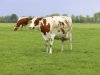 Netwerk GRONDig vraagt Kamer vast te houden aan bestaande norm grondgebonden melkveehouderij