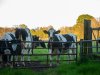 ‘Zonering van 1 kilometer rondom grote natuurgebieden’