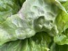 We vechten tegen dezelfde vijand: Bremia lactuca