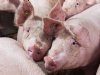 Coöperatie Topigs realiseert recordjaar met sterke internationale groei