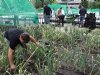 Knoflook onder de loep van HAS-studenten