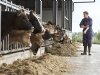 WTTA: wat betekent de nieuwe wet voor agrarische ondernemers die werken met uitzendkrachten?