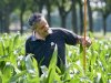 Warmte en vocht geven mais groeispurt