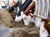 Hoge fosfaatprijs door weinig aanbod en onzekerheid