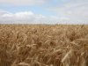 Franse mais maakt plaats voor wintergranen en zonnebloemen