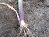 Ritnaalden rukken op in aardappelen en mais