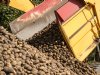 Duitsland importeert twee keer zo veel Nederlandse aardappelen