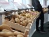 HZPC betaalt ruim 44 euro voor pootgoed van oogst 2025