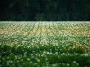 BO Akkerbouw stak 3,3 miljoen euro in praktijkonderzoek in 2025