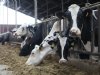 Stoppersregelingen goed voor daling stikstofuitstoot van 9 procent