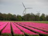 Resistente tulp vraagt om lange adem en steun