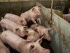 Nieuwe variant van parvovirus aangetroffen in Denemarken