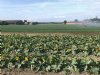 Subsidie voor vergroten van biologische afzet in Limburg