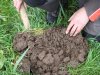 Succes regeneratieve landbouw sterk afhankelijk van regio en bedrijf