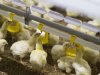 Regenwater en hergebruikt spoelwater besparen veehouders kosten