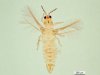 Invasieve trips Scirtothrips dorsalis duikt opnieuw op in buitenteelt