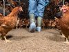 Antibioticagebruik veehouderij daalt in 2025 stevig met 6,9 procent