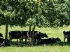 Hitte leidt tot topdrukte bij meldpunt voor dierenleed en NVWA