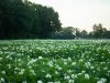Aardappeltelers in Noordwest-Europa snijden flink in areaal