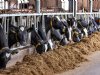 Melkveehouders raadplegen massaal rekentool om ammoniakreductie te checken