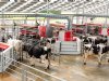 Hoe ze in Nieuw-Zeeland melkrobot en weiden samenbrengen