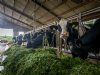 Voorlopig uitstel van D-day voor Brabantse veehouders