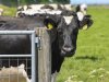 Europese melkprijs stijgt licht in mei na maanden van daling