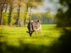 Rabobank adviseert veehouders: reken je eigen positie tijdig door