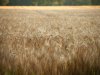 FAO meldt opnieuw lichte daling van wereldwijde voedselprijzen