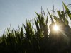 Voerbedrijven houden droogte in Europa goed in de gaten