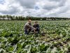 Telers jagen op oplossing houtduivenschade